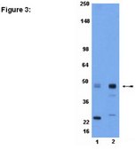 ChIPAb+ Phospho-CREB (Ser133) - ChIP Validated Antibody and Primer Set from rabbit