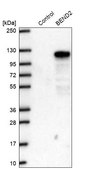 Anti-BEND2 antibody produced in rabbit Prestige Antibodies® Powered by Atlas Antibodies, affinity isolated antibody, buffered aqueous glycerol solution