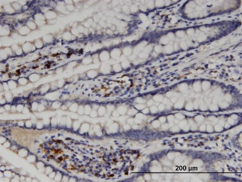 Monoclonal Anti-MGAT5 antibody produced in mouse clone 3E9, purified immunoglobulin, buffered aqueous solution