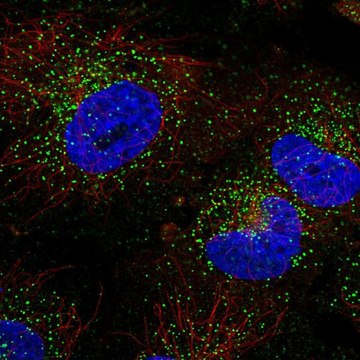 Anti-TFG antibody produced in rabbit Prestige Antibodies&#174; Powered by Atlas Antibodies, affinity isolated antibody