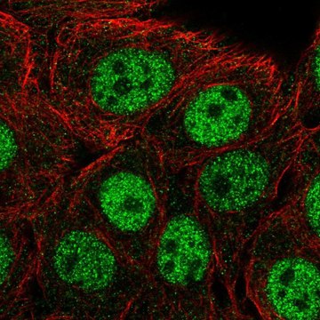 Anti-CPSF1 antibody produced in rabbit Prestige Antibodies&#174; Powered by Atlas Antibodies, affinity isolated antibody