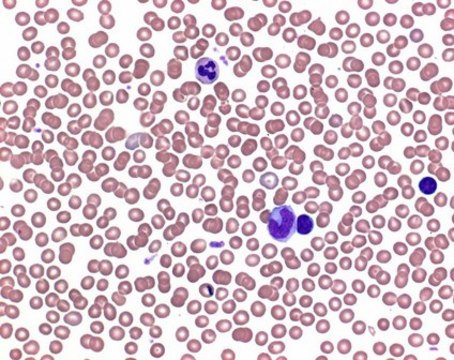 Buffer tablets pH 6.8 for preparing buffer solution acc. to WEISE for the staining of blood smears