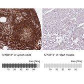 Anti-APBB1IP antibody produced in rabbit Prestige Antibodies® Powered by Atlas Antibodies, affinity isolated antibody, buffered aqueous glycerol solution