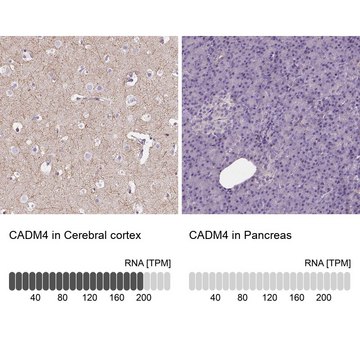 抗-CADM4 兔抗 affinity isolated antibody, buffered aqueous glycerol solution