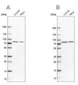 Anti-PABPC4 antibody produced in rabbit Prestige Antibodies® Powered by Atlas Antibodies, affinity isolated antibody, buffered aqueous glycerol solution