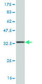 Monoclonal Anti-CEP250 antibody produced in mouse clone 4A1, purified immunoglobulin, buffered aqueous solution