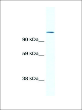 Anti-NFATC2 antibody produced in rabbit IgG fraction of antiserum