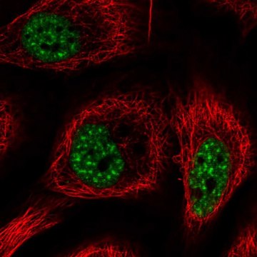 Anti-RBM25 antibody produced in rabbit Prestige Antibodies&#174; Powered by Atlas Antibodies, affinity isolated antibody