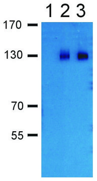 Anti-GABA(B) R2 antibody produced in rabbit