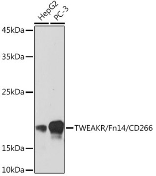 Anti-TWEAKR/Fn14/CD266 Antibody, clone 1G4T3, Rabbit Monoclonal