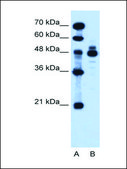 Anti-IHH antibody produced in rabbit IgG fraction of antiserum