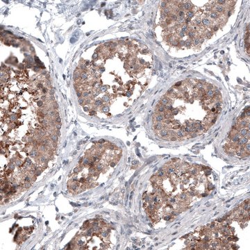 Monoclonal Anti-BRAF antibody produced in mouse Prestige Antibodies&#174; Powered by Atlas Antibodies, clone CL4003, purified immunoglobulin