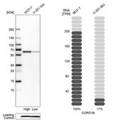 Anti-CORO1B antibody produced in rabbit Prestige Antibodies® Powered by Atlas Antibodies, affinity isolated antibody, buffered aqueous glycerol solution