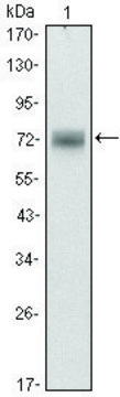 Monoclonal Anti-ZBTB16 antibody produced in mouse clone 5B3, ascites fluid