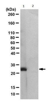 抗-N3-磷酸组氨酸（3-pHis）抗体，克隆SC56-2 clone SC56-2, from rabbit