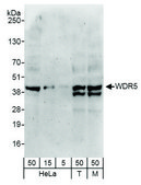 Rabbit anti-WDR5 Antibody, Affinity Purified Powered by Bethyl Laboratories, Inc.