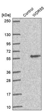 Anti-WDR55 antibody produced in rabbit Prestige Antibodies&#174; Powered by Atlas Antibodies, affinity isolated antibody, buffered aqueous glycerol solution