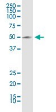 Anti-KCNN4 antibody produced in rabbit purified immunoglobulin, buffered aqueous solution