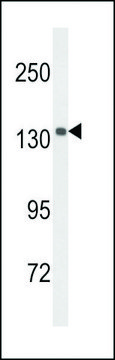 ANTI-UTY(C-TERMINAL) antibody produced in rabbit affinity isolated antibody, buffered aqueous solution