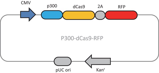 CRISPR dCas9-p300 RFP Activator Expression Plasmid