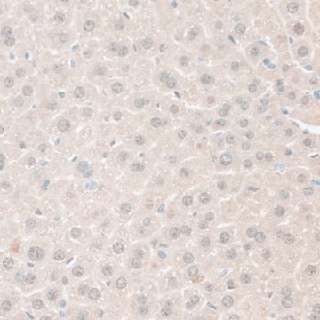 Anti-ARG1/Arginase 1 antibody produced in rabbit