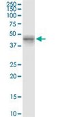 Monoclonal Anti-MYLK4 antibody produced in mouse clone 7A3, purified immunoglobulin