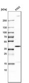 Anti-TRIB2 antibody produced in rabbit Prestige Antibodies® Powered by Atlas Antibodies, affinity isolated antibody, buffered aqueous glycerol solution