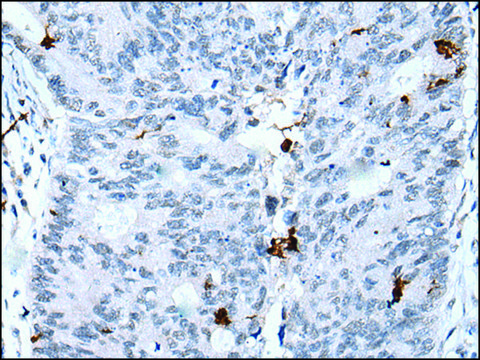 Anti-GKN2 affinity isolated antibody