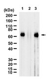 Anti-p-RPS6KB1 (Thr389) Antibody, clone 1K19 ZooMAb® Rabbit Monoclonal recombinant, expressed in HEK 293 cells