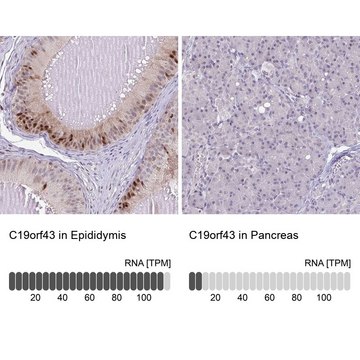 Anti-C19orf43 antibody produced in rabbit Prestige Antibodies&#174; Powered by Atlas Antibodies, affinity isolated antibody, buffered aqueous glycerol solution