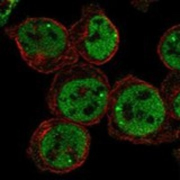 Anti-CCDC82 antibody produced in rabbit Prestige Antibodies&#174; Powered by Atlas Antibodies, affinity isolated antibody, buffered aqueous glycerol solution