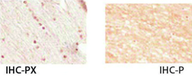 Anti-NKX2-2, (N-terminal) antibody produced in rabbit affinity isolated antibody