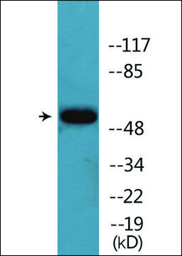 Anti-phospho-Akt (pSer124) antibody produced in rabbit affinity isolated antibody