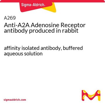 Anti-A2A Adenosine Receptor antibody produced in rabbit affinity isolated antibody, buffered aqueous solution