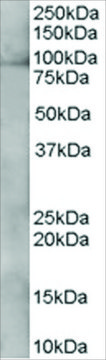 Anti-XAB2/HCNP antibody produced in goat affinity isolated antibody, buffered aqueous solution