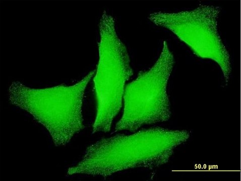 Monoclonal Anti-PKD2 antibody produced in mouse clone 4C8, purified immunoglobulin, buffered aqueous solution