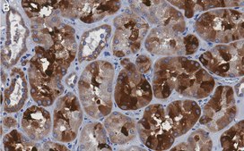 Anti-Bad Antibody, clone 1K19-H2 ZooMAb® Rabbit Monoclonal recombinant, expressed in HEK 293 cells