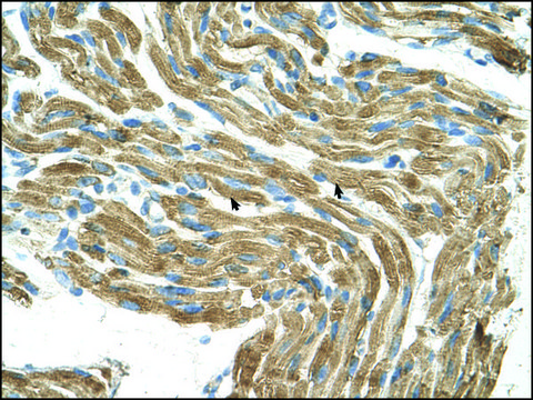 Anti-HAL antibody produced in rabbit IgG fraction of antiserum