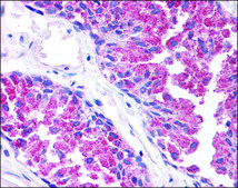 Anti-TBC1D1 antibody produced in rabbit affinity isolated antibody, buffered aqueous solution