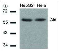 Anti-AKT1 (Ab-308) antibody produced in rabbit affinity isolated antibody