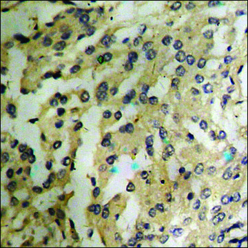 Anti-phospho-CREB (pSer121) antibody produced in rabbit affinity isolated antibody