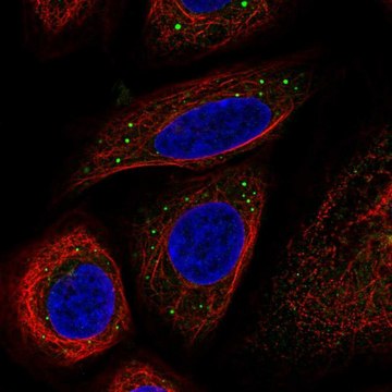 Anti-BRAF antibody produced in rabbit Prestige Antibodies&#174; Powered by Atlas Antibodies, affinity isolated antibody