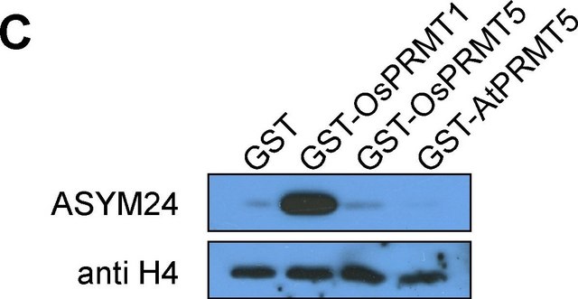 Anti-dimethyl-Arginine Antibody, asymmetric (ASYM24) serum, Upstate&#174;