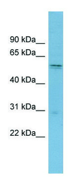 Anti-SLC7A11 antibody produced in rabbit affinity isolated antibody