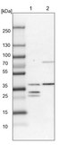 Anti-DHRS3 antibody produced in rabbit Prestige Antibodies® Powered by Atlas Antibodies, affinity isolated antibody, buffered aqueous glycerol solution