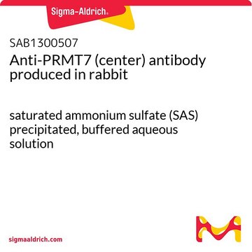 Anti-PRMT7 (center) antibody produced in rabbit saturated ammonium sulfate (SAS) precipitated, buffered aqueous solution