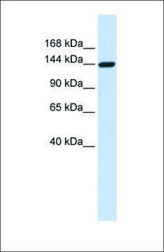 Anti-DAAM1 antibody produced in rabbit affinity isolated antibody