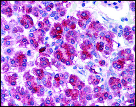 Anti-TLR3 antibody produced in rabbit IgG fraction of antiserum, buffered aqueous solution