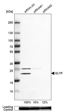 Anti-GLTP antibody produced in rabbit Prestige Antibodies&#174; Powered by Atlas Antibodies, affinity isolated antibody, buffered aqueous glycerol solution