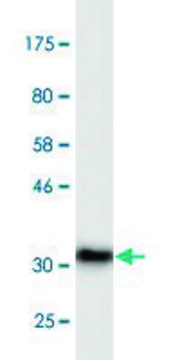 Monoclonal Anti-ADAM2 antibody produced in mouse clone 1B8, purified immunoglobulin, buffered aqueous solution